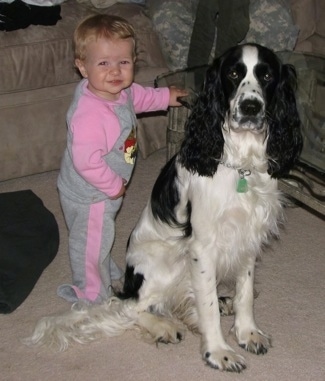 Jager the black and white English Springer Spaniel is sitting next to a glass coffee table and there is a toddler next to him